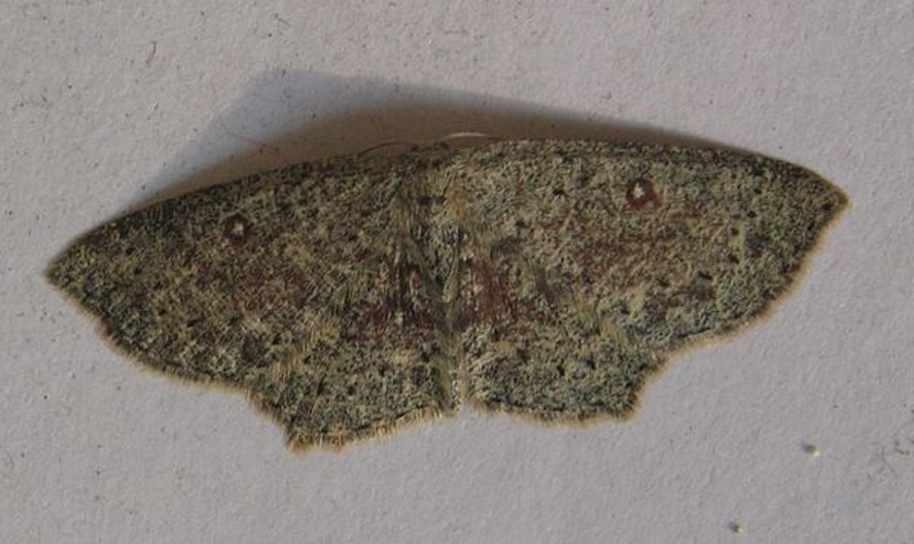 Cyclophora pendularia &copy; <a href="//commons.wikimedia.org/wiki/User:Engeser" title="User:Engeser">Engeser</a>