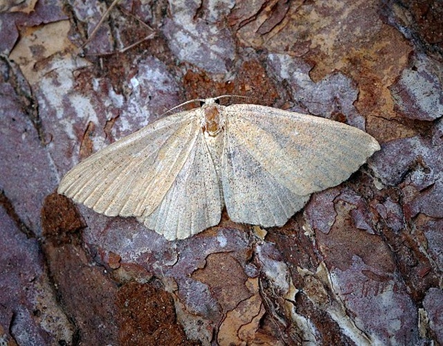 Cyclophora ruficiliaria &copy; <a rel="nofollow" class="external text" href="https://www.flickr.com/people/33398884@N03">Ben Sale</a> from UK