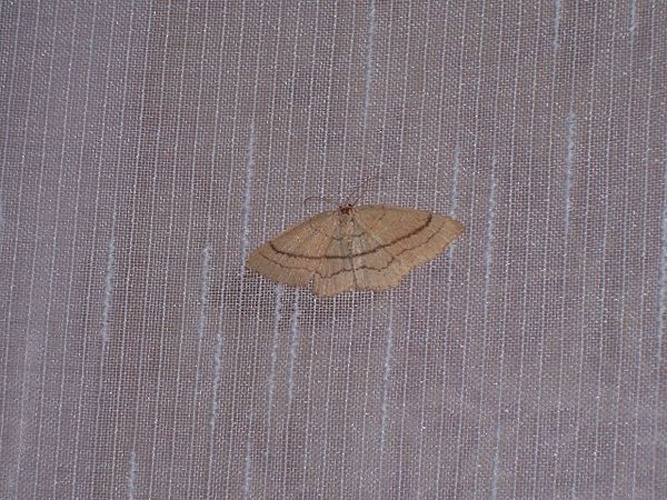 Cyclophora linearia © <a href="//commons.wikimedia.org/w/index.php?title=User:Traubenberger&amp;action=edit&amp;redlink=1" class="new" title="User:Traubenberger (page does not exist)">Traubenberger</a>