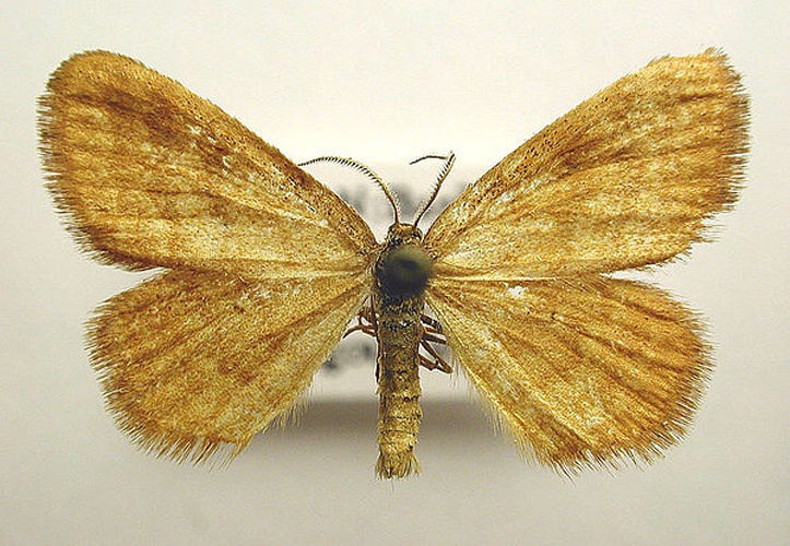 Idaea serpentata © M. Virtala
