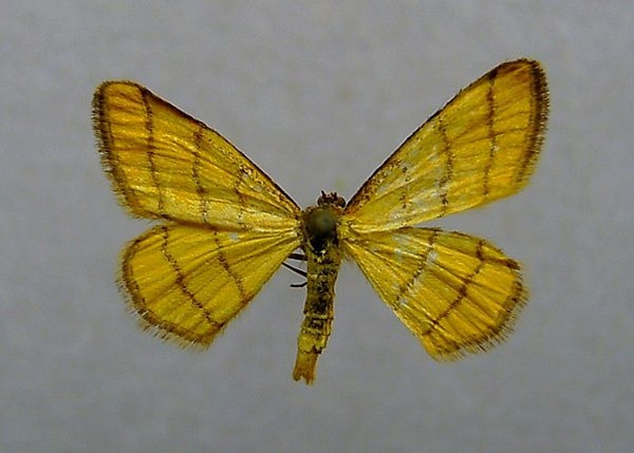 Idaea aureolaria &copy; <a href="//commons.wikimedia.org/wiki/User:Dumi" title="User:Dumi">Dumi</a>