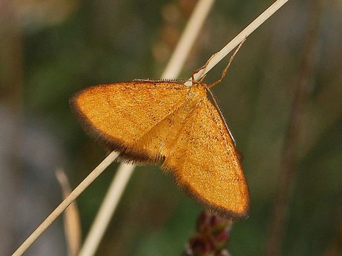 Idaea flaveolaria © <a href="//commons.wikimedia.org/wiki/User:Hectonichus" title="User:Hectonichus">Hectonichus</a>