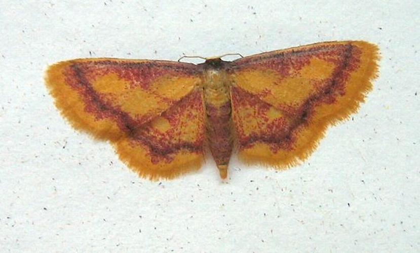Idaea muricata &copy; original uploader <a href="https://de.wikipedia.org/wiki/Benutzer:Engeser" class="extiw" title="de:Benutzer:Engeser">de:Benutzer:Engeser</a>, uploaded to commons by <a href="//commons.wikimedia.org/wiki/User:Fvlamoen" class="mw-redirect" title="User:Fvlamoen">Fvlamoen</a>