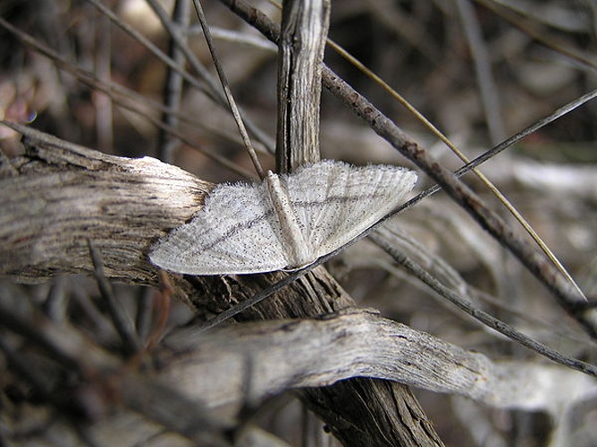 Idaea mediaria © <a href="//commons.wikimedia.org/wiki/User:Fvlamoen" class="mw-redirect" title="User:Fvlamoen">Fvlamoen</a>