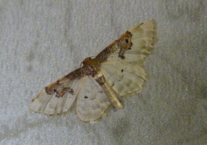 Idaea mustelata © <a href="//commons.wikimedia.org/wiki/User:Hinox" title="User:Hinox">Joan Carles Hinojosa Galisteo</a>