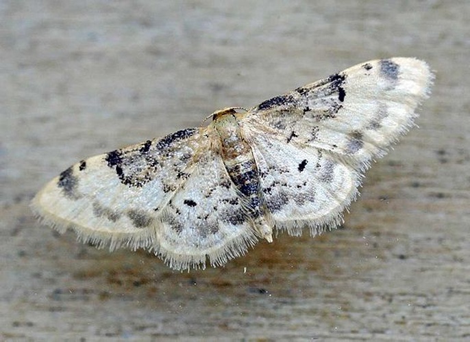 Idaea filicata &copy; 
