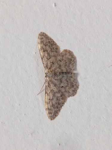 Idaea typicata © <a href="//commons.wikimedia.org/wiki/User:Syrio" title="User:Syrio">Syrio</a>
