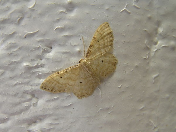 Idaea fuscovenosa &copy; <a href="//commons.wikimedia.org/wiki/User:Fvlamoen" class="mw-redirect" title="User:Fvlamoen">Fvlamoen</a>