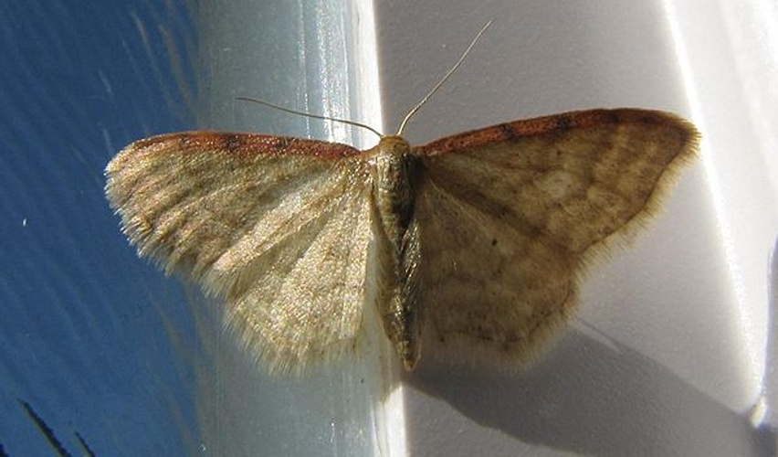 Idaea humiliata &copy; <a href="//commons.wikimedia.org/wiki/User:Engeser" title="User:Engeser">Engeser</a>
