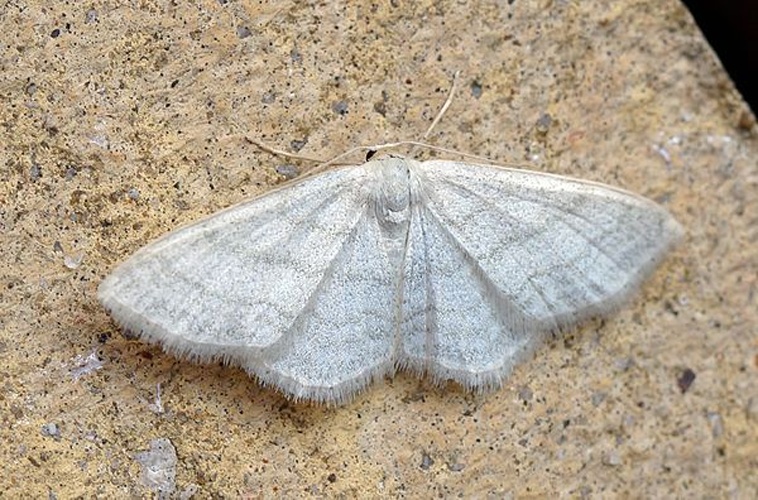 Idaea subsericeata &copy; <a rel="nofollow" class="external text" href="https://www.flickr.com/people/33398884@N03">Ben Sale</a> from UK