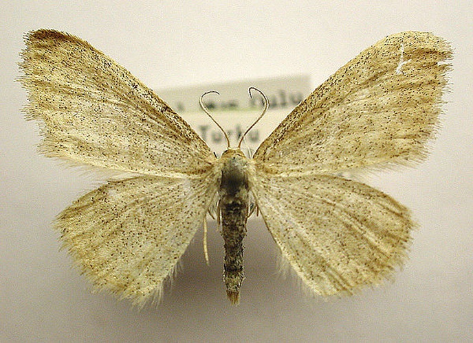 Idaea pallidata © M. Virtala
