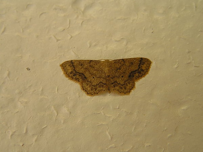 Idaea subsaturata © <a href="//commons.wikimedia.org/wiki/User:Fvlamoen" class="mw-redirect" title="User:Fvlamoen">Fvlamoen</a>