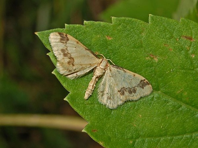 Idaea trigeminata © <a href="//commons.wikimedia.org/wiki/User:Hectonichus" title="User:Hectonichus">Hectonichus</a>
