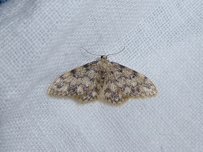 Idaea contiguaria © <a href="//commons.wikimedia.org/wiki/User:Syrio" title="User:Syrio">Syrio</a>