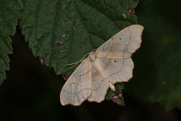 Idaea emarginata © <a href="//commons.wikimedia.org/wiki/User:Svdmolen" title="User:Svdmolen">Svdmolen</a>