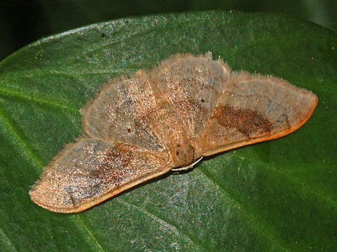 Idaea degeneraria © <a href="//commons.wikimedia.org/wiki/User:Hectonichus" title="User:Hectonichus">Hectonichus</a>