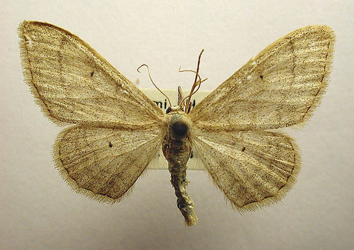 Idaea straminata &copy; M. Virtala