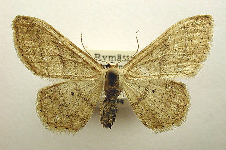 Idaea deversaria © M. Virtala