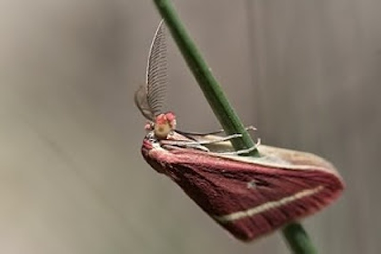 Casilda consecraria © www.invertebradosdehuesca.com