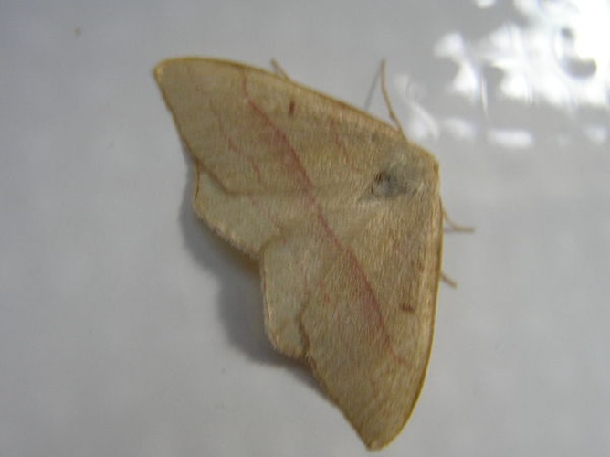 Rhodostrophia vibicaria &copy; <a href="//commons.wikimedia.org/wiki/User:Fvlamoen" class="mw-redirect" title="User:Fvlamoen">Fvlamoen</a>