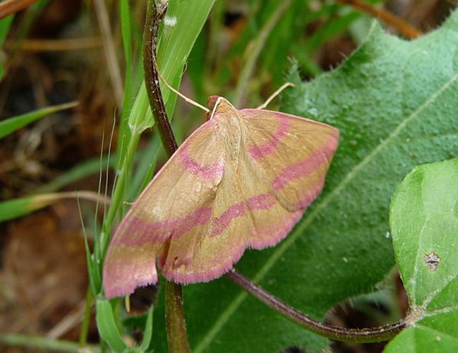 Rhodostrophia calabra © <a href="//commons.wikimedia.org/wiki/User:Lucarelli" title="User:Lucarelli">Lucarelli</a>