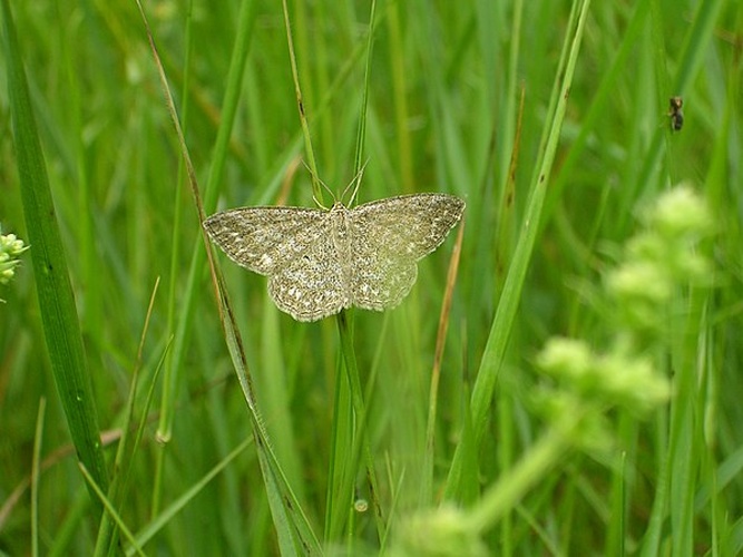 Scopula immorata © Michael Kranewitter, Vienna