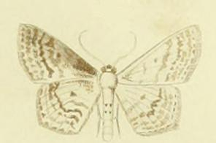 Scopula corrivalaria &copy; KRETSCHMAR