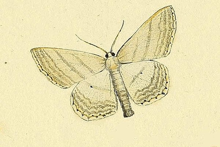 Scopula umbelaria &copy; HÜBNER