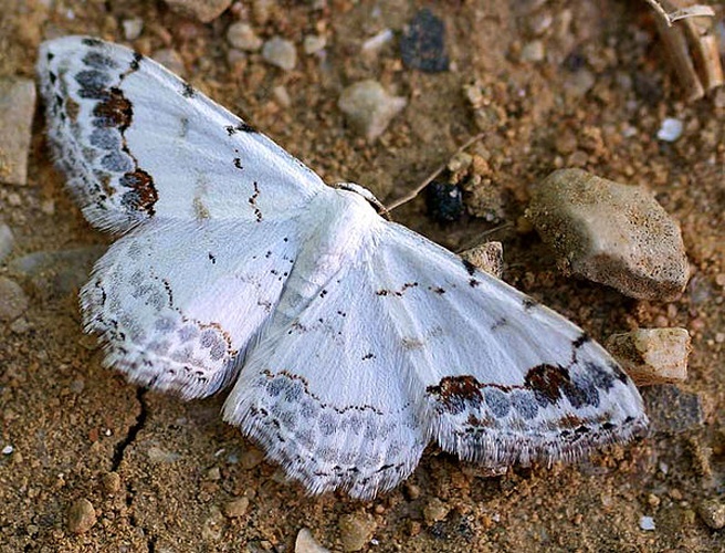 Scopula decorata &copy; 