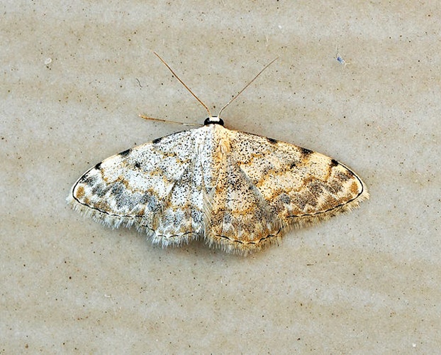 Scopula submutata &copy; <a rel="nofollow" class="external text" href="https://www.flickr.com/people/33398884@N03">Ben Sale</a> from UK