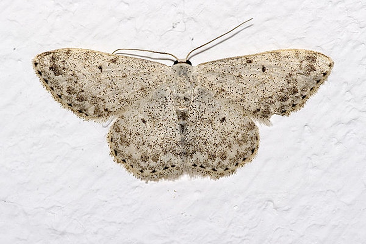 Mullein Wave &copy; Please report references to <a rel="nofollow" class="external text" href="mailto:olei@despammed.com">olei@despammed.com</a>.