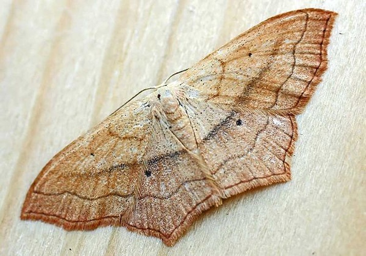 Scopula imitaria &copy; 
