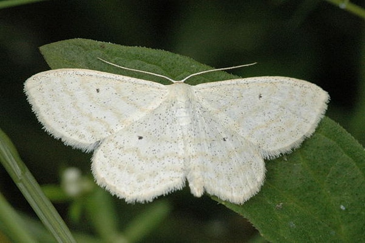 Scopula immutata &copy; James K. Lindsey