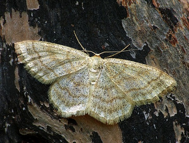 Scopula ternata &copy; <a rel="nofollow" class="external text" href="https://www.flickr.com/people/26138378@N03">Patrick Clement</a> from West Midlands, England