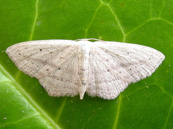 Scopula emutaria &copy; <table style="width:100%; border:1px solid #aaa; background:#efd; text-align:center"><tbody><tr>
<td>
<a href="//commons.wikimedia.org/wiki/File:Aspitates_ochrearia.jpg" class="image"><img alt="Aspitates ochrearia.jpg" src="https://upload.wikimedia.org/wikipedia/commons/thumb/b/bc/Aspitates_ochrearia.jpg/55px-Aspitates_ochrearia.jpg" decoding="async" width="55" height="41" srcset="https://upload.wikimedia.org/wikipedia/commons/thumb/b/bc/Aspitates_ochrearia.jpg/83px-Aspitates_ochrearia.jpg 1.5x, https://upload.wikimedia.org/wikipedia/commons/thumb/b/bc/Aspitates_ochrearia.jpg/110px-Aspitates_ochrearia.jpg 2x" data-file-width="800" data-file-height="600"></a>
</td>
<td>This image is created by user <a rel="nofollow" class="external text" href="http://waarneming.nl/user/photos/14465">Joop de Bakker</a> at <a rel="nofollow" class="external text" href="http://waarneming.nl/">waarneming.nl</a>, a source of nature observations in the Netherlands.
</td>
</tr></tbody></table>