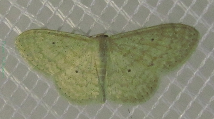 Scopula minorata &copy; <a href="//commons.wikimedia.org/wiki/User:Tonton_Bernardo" title="User:Tonton Bernardo">Tonton Bernardo</a>