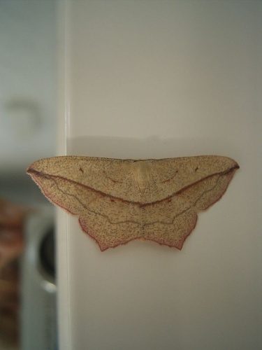 Blood-vein &copy; Me