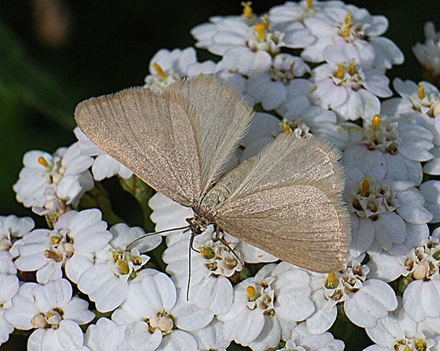 Minoa murinata &copy; <a href="//commons.wikimedia.org/wiki/User:Siga" title="User:Siga">Siga</a>