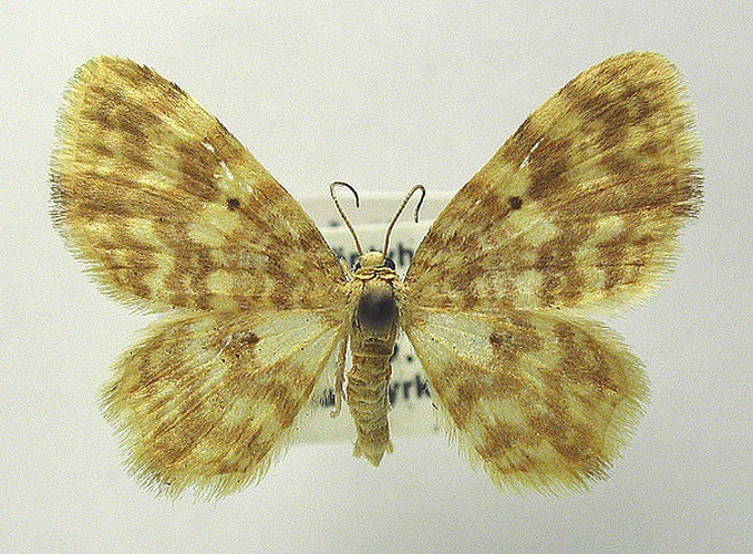 Hydrelia flammeolaria © M. Virtala