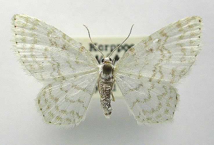 Asthena albulata &copy; M. Virtala