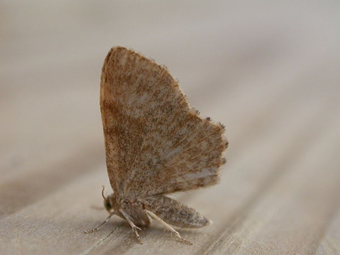 Euchoeca nebulata &copy; <a rel="nofollow" class="external text" href="https://www.flickr.com/photos/25401497@N02">Donald Hobern</a>