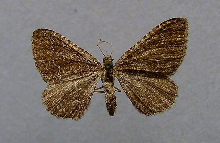 Cataclysme riguata &copy; <a href="//commons.wikimedia.org/wiki/User:Dumi" title="User:Dumi">Dumi</a>