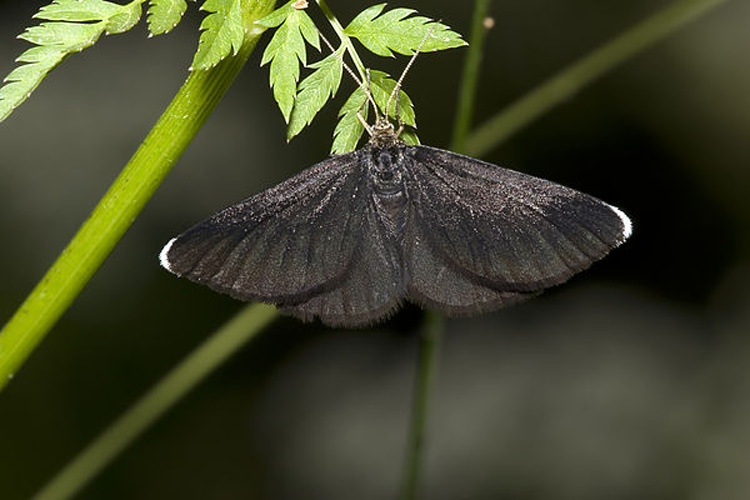 Chimney Sweeper &copy; picture taken by <a href="https://de.wikipedia.org/wiki/User:olei" class="extiw" title="de:User:olei">Olaf Leillinger</a>