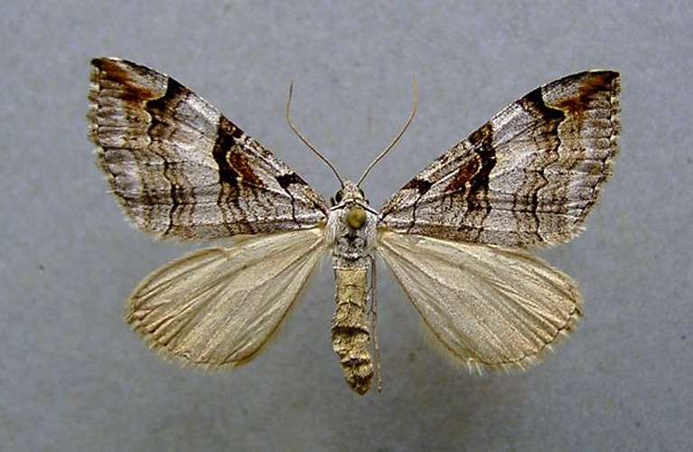 Aplocera praeformata &copy; <a href="//commons.wikimedia.org/wiki/User:Dumi" title="User:Dumi">Dumi</a>