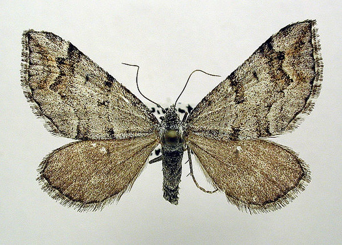 Carsia sororiata &copy; M. Virtala