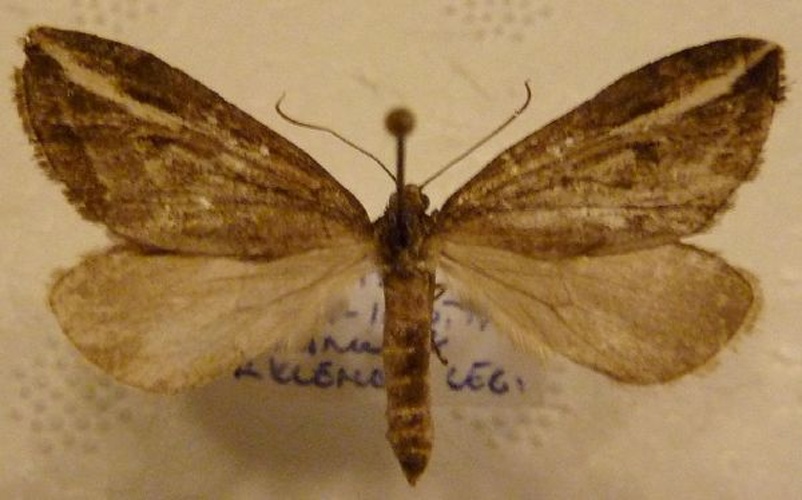 Streak &copy; Marko Mutanen, University of Oulu