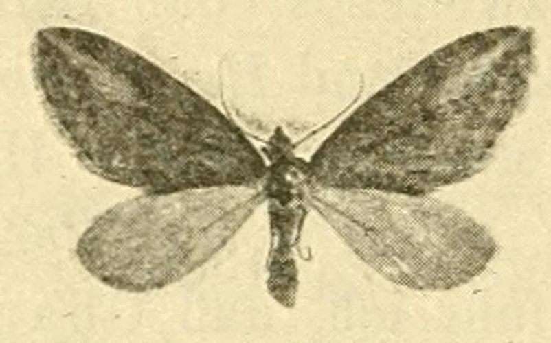 Chesias isabella &copy; SCHAWERDA in REBEL