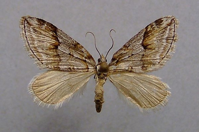 Chesias rufata &copy; <a href="//commons.wikimedia.org/wiki/User:Dumi" title="User:Dumi">Dumi</a>