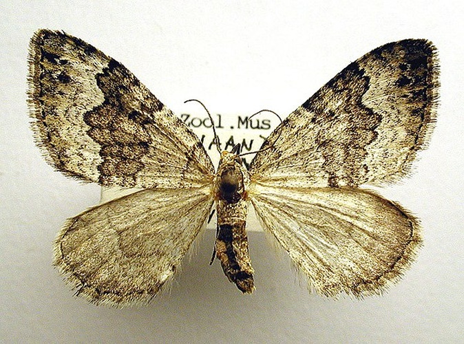 Colostygia aptata © M. Virtala