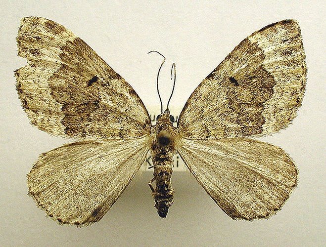 Colostygia olivata &copy; M. Virtala